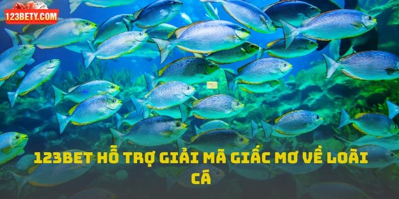 123bet hỗ trợ giải mã - mơ thấy cá đánh con gì